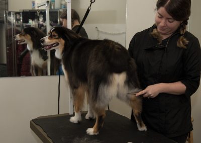 Bark & Fitz dog grooming